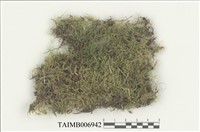 藏品(仰葉細濕苔)的圖片